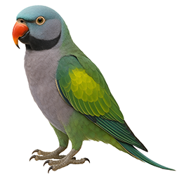 Derbyan Parakeet